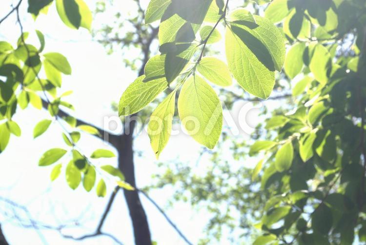 美しい木漏れ日 木漏れ日,綺麗,美しいの写真素材
