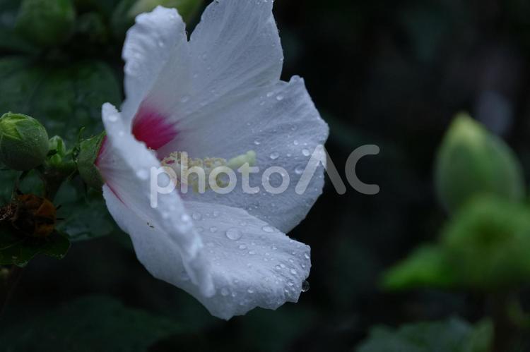 夏の茶室を彩る 木槿,花,アオイ科の植物の写真素材