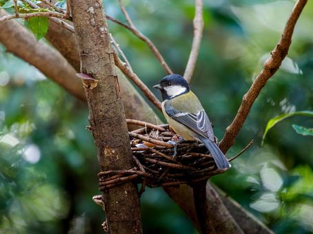 カゴにとまるシジュウカラの写真