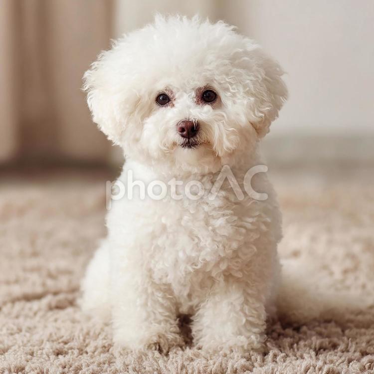 絨毯に座る白い小型犬 犬,動物,ペットの写真素材