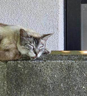 特等席。私も早く帰ろう② 特等席。私も早く帰ろう②の写真