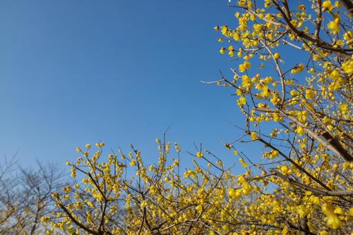 青空に映える満開のロウバイ 青空に映える満開のロウバイ ロウバイ,花,黄色の写真素材