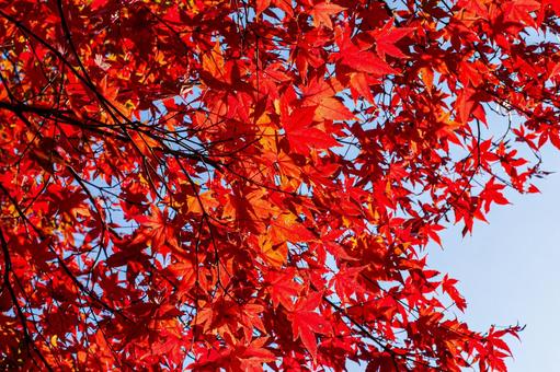 秋晴れの紅葉 秋晴れの紅葉 紅葉,赤い葉,秋の葉の写真素材
