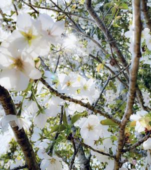 白い桜 白い桜の写真