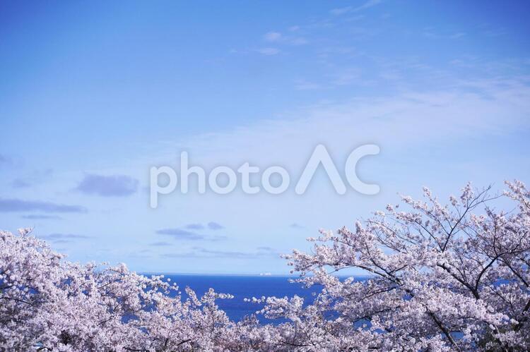満開に咲き誇る桜並木 桜,花,空の写真素材