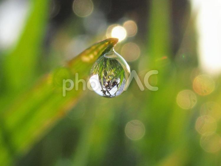 水滴と緑の葉と朝日Water drops 水滴,すいてき,waterの写真素材