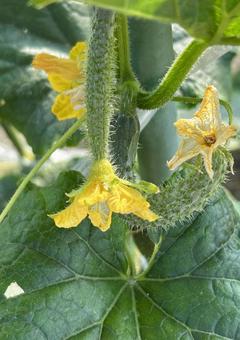 Delicious cucumbers were grown in the summer♪ Flowers and fruits (vertical, JPG
