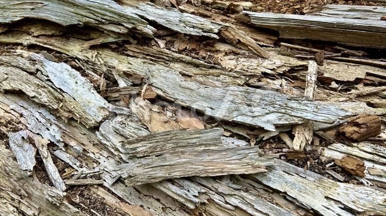 木の皮 木の幹,木の皮,ウッドの写真素材