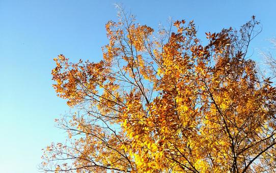 黄葉と青空の写真