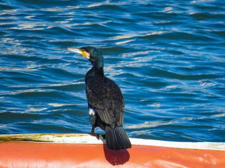 水辺に佇むカワウ カワウ,野鳥,動物の写真素材