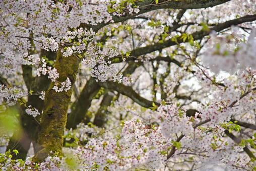 桜舞う松川公園06 桜舞う松川公園06の写真