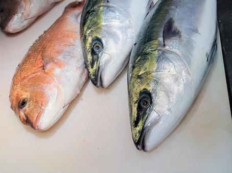 鮮魚　鯛とハマチ 魚,たい,はまちの写真素材