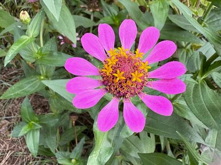 ジニア（百日草）の写真