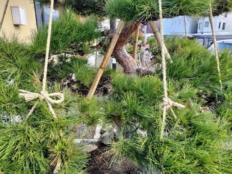 植木の雪つり 雪つり,植木,樹木の写真素材