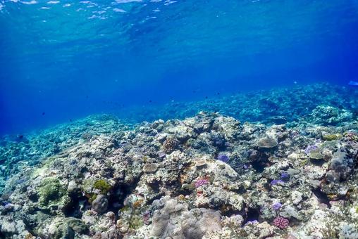 沖縄・西表島 青い海と珊瑚礁 沖縄・西表島 青い海と珊瑚礁 スキューバダイビング,ダイビング,珊瑚礁の写真素材