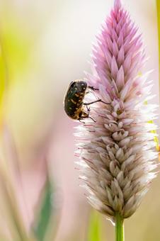 ノゲイトウとハナムグリ⑴ ノゲイトウとハナムグリ⑴の写真