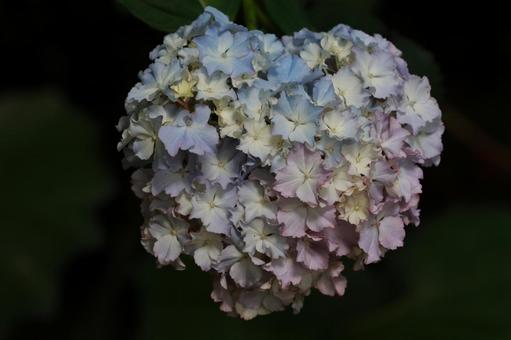 アジサイ アジサイ,花,装飾花の写真素材