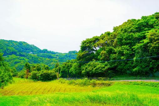 山間の田んぼ 山間の田んぼの写真