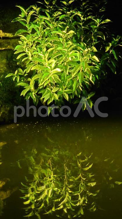 水辺に育つ植物と水面に映る新緑 池,木,草の写真素材