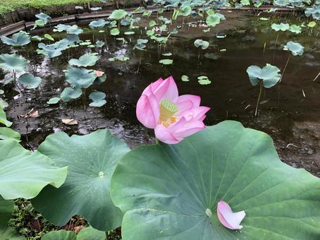 小田原 小田原,小田原城址公園,蓮の写真素材