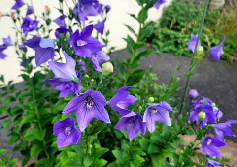 キキョウ 花,植物,キキョウの写真素材