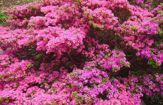 つつじ 花,草花,庭の写真素材