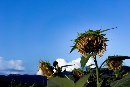 <風景>枯れ始めた秋のヒマワリ畑の景色 <風景>枯れ始めた秋のヒマワリ畑の景色の写真