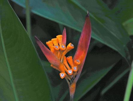 Oriental Bird of Paradise, JPG Oriental Bird of Paradise, JPG