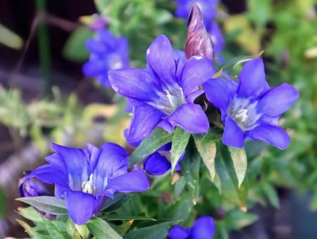 秋の彩りの写真