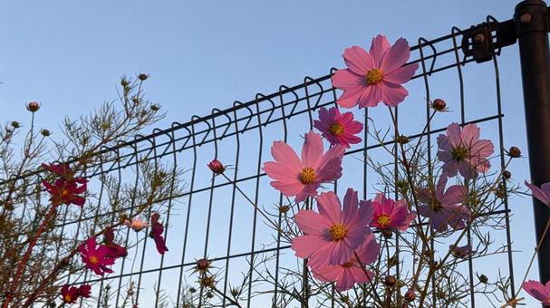 コスモス コスモス,秋桜,花の写真素材