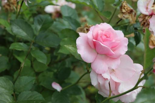 バラ園でピンクの薔薇を撮りました バラ園でピンクの薔薇を撮りましたの写真
