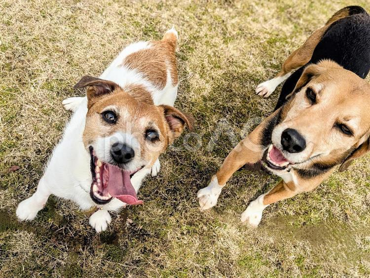 まだまだ遊ぼー！ 犬,ビーグル,ジャックラッセルテリアの写真素材