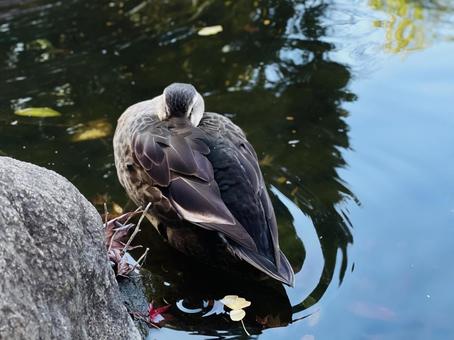 紅葉の水面と鴨 紅葉の水面と鴨 カモ,鳥,自然の写真素材