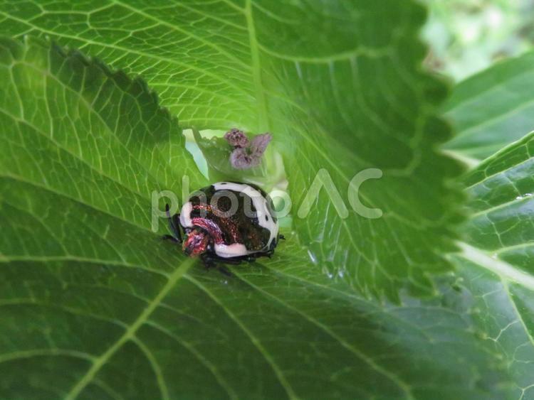 アカスジキンカメムシの幼虫 アカスジキンカメムシ,カメムシ,昆虫の写真素材