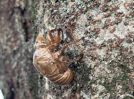 木の皮についたアブラゼミの抜け殻 木の皮についたアブラゼミの抜け殻の写真