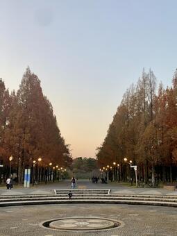 メタセコイヤ メタセコイヤ,夕暮れ,風景の写真素材