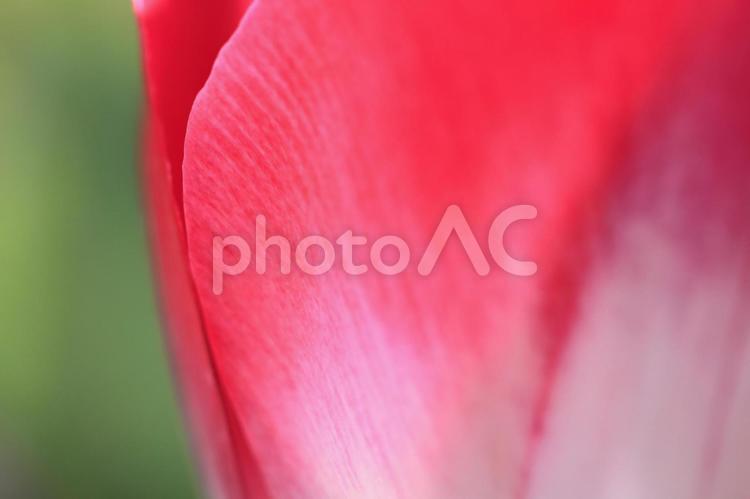 チューリップ　イメージ チューリップ,花,チューリップ畑の写真素材