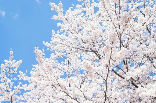 桜 桜の写真