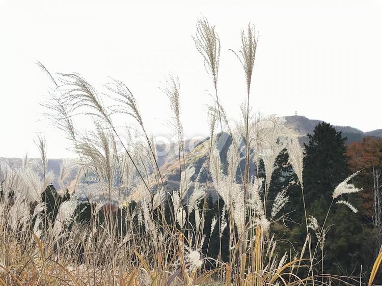 仙石原のすすき 仙石原のすすき,仙石原,すすきの写真素材