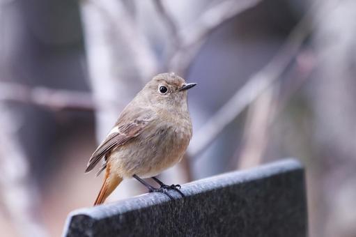 ボードに止まるジョウビタキの雌 鳥,ジョウビタキ,冬の写真素材