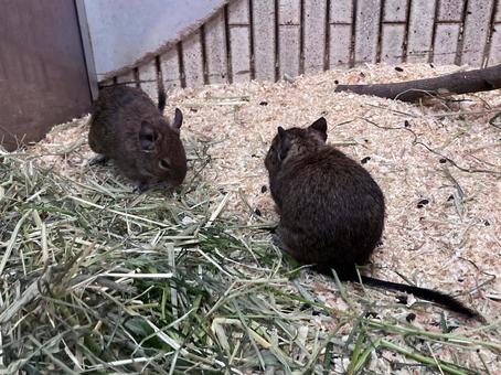 デグー デグー デグー,齧歯類,草食の写真素材
