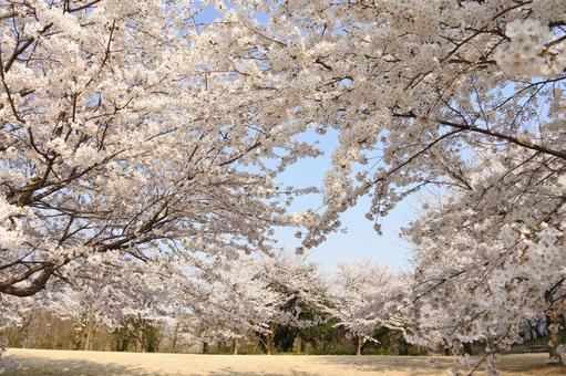 春爛漫① 春爛漫① 桜,サクラ,春の写真素材