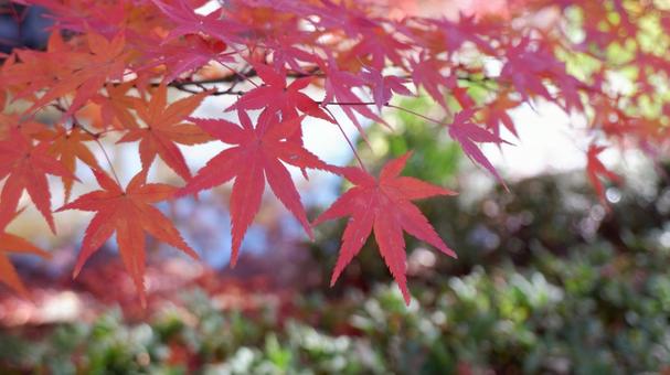 京都の紅葉 京都の紅葉の写真