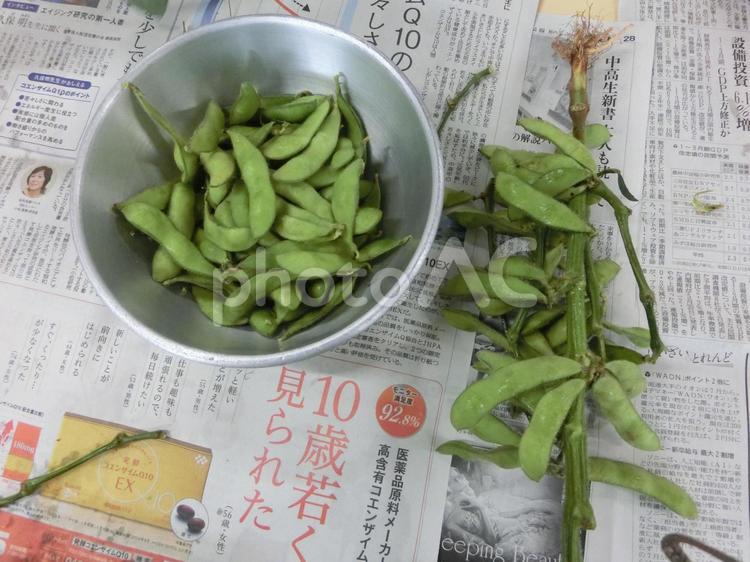幼稚園の収穫体験 えだまめ,えだ豆,枝まめの写真素材
