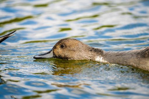 池を泳ぐオナガガモ 池を泳ぐオナガガモ オナガガモ,カモ,鴨の写真素材