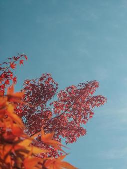 空ともみじ 紅葉,もみじ,秋の写真素材