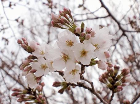 Sakura/Cherry Blossom Macro, JPG