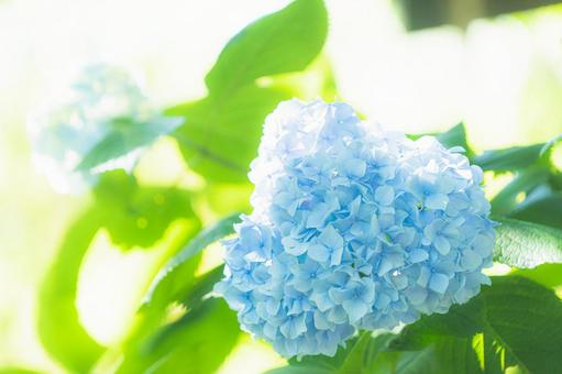 青い紫陽花の写真