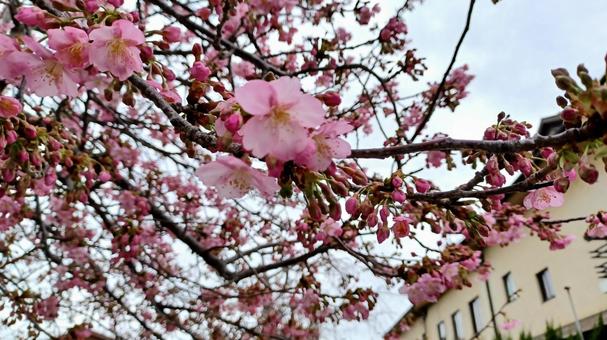 梅の花 梅の花の写真