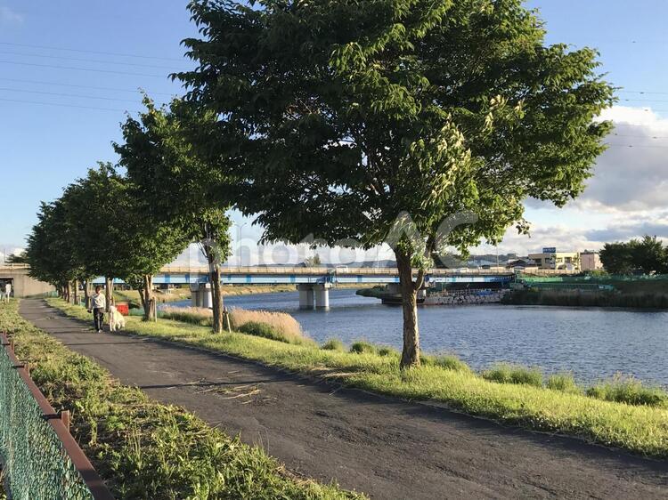 河川敷と犬の散歩 公園,助言,夏の写真素材